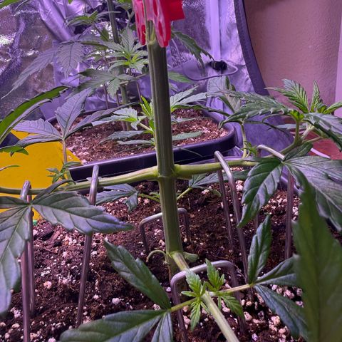 Jack Herer growlog timeline photo