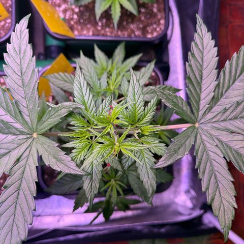 Jack Herer growlog timeline photo