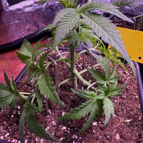 Master Kush growlog timeline photo