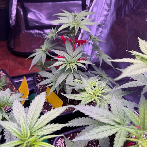 Jack Herer growlog timeline photo