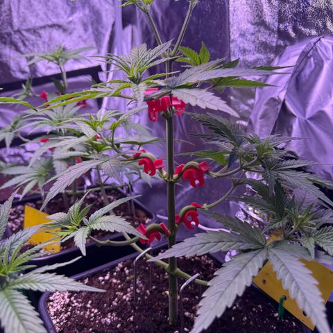 Jack Herer growlog timeline photo