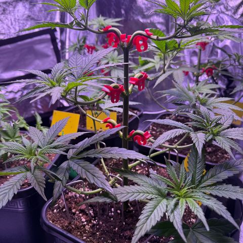 Jack Herer growlog timeline photo