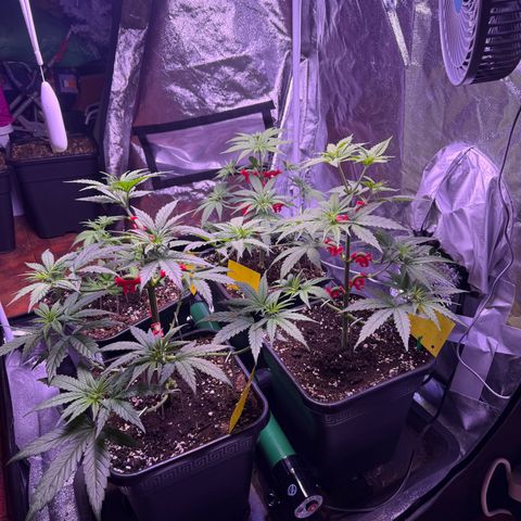 Jack Herer growlog timeline photo