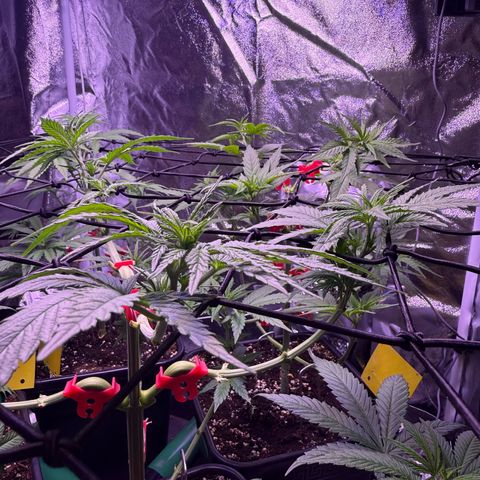 Jack Herer growlog timeline photo