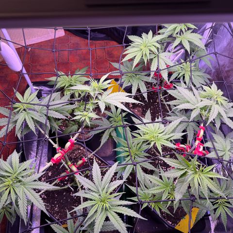 Jack Herer growlog timeline photo