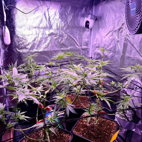 Jack Herer growlog timeline photo