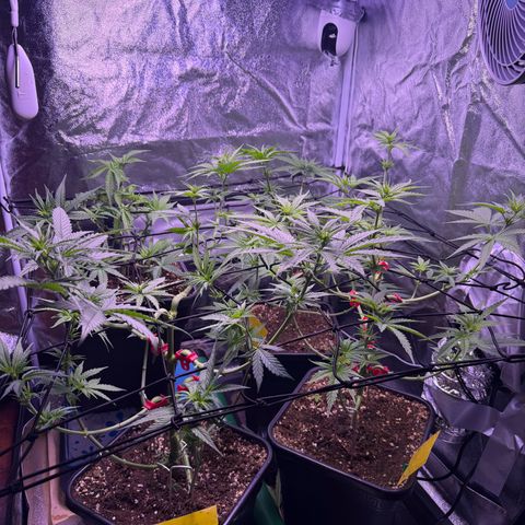 Jack Herer growlog timeline photo
