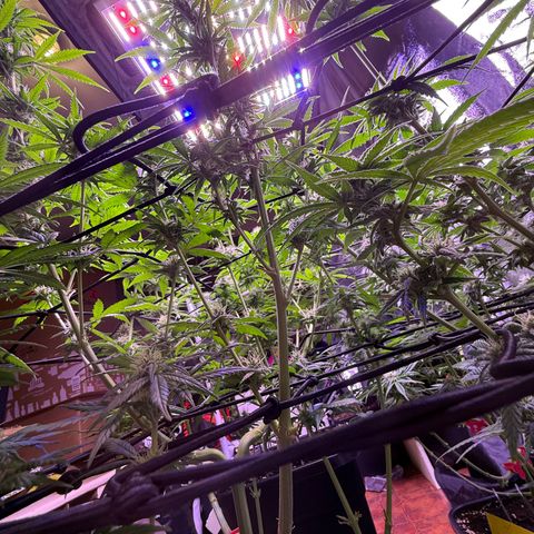 Jack Herer growlog timeline photo