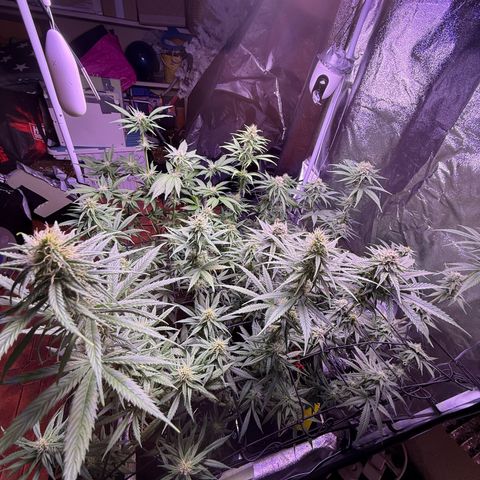 Jack Herer growlog timeline photo