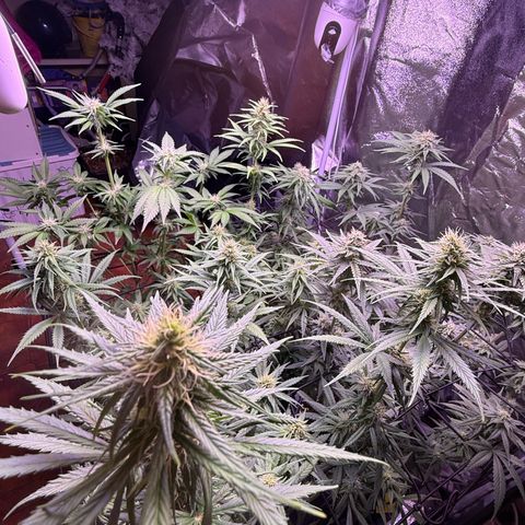 Jack Herer growlog timeline photo