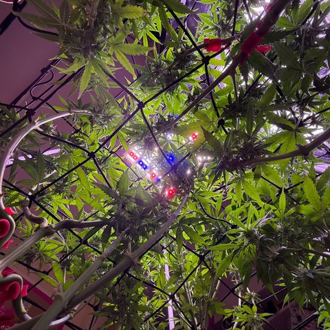 Jack Herer growlog timeline photo
