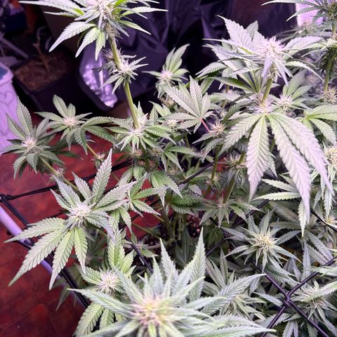 Master Kush growlog timeline photo