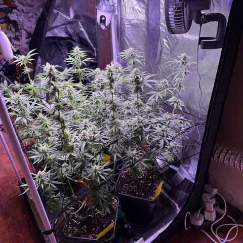 Jack Herer growlog timeline photo