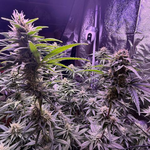 Jack Herer growlog timeline photo