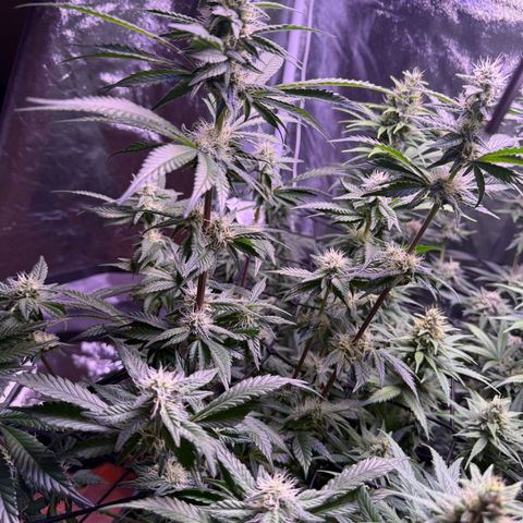 Master Kush growlog timeline photo