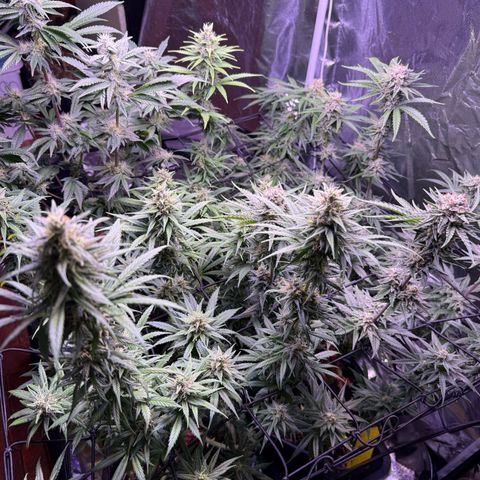 Jack Herer growlog timeline photo