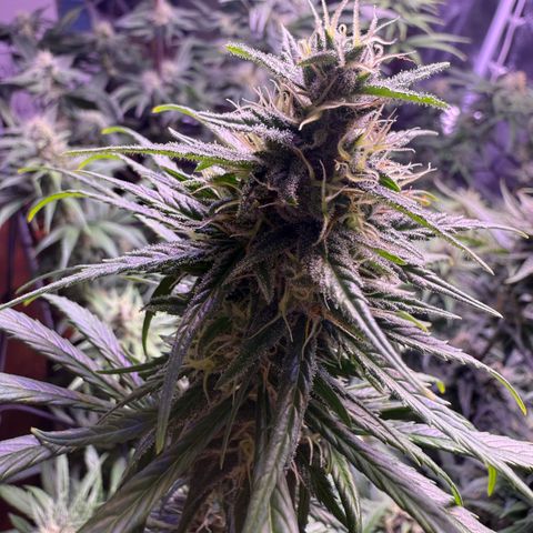 Jack Herer growlog timeline photo