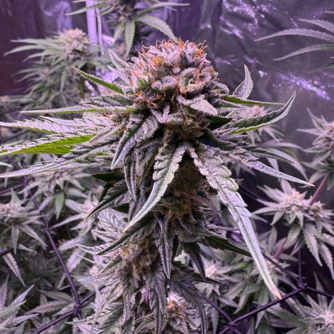 Jack Herer growlog timeline photo