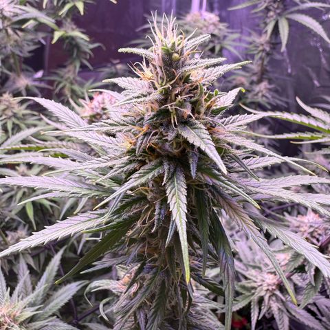Jack Herer growlog timeline photo