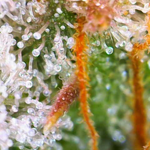 Jack Herer growlog timeline photo