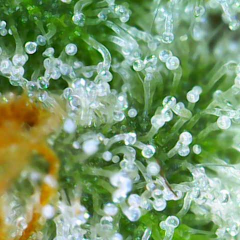 Jack Herer growlog timeline photo