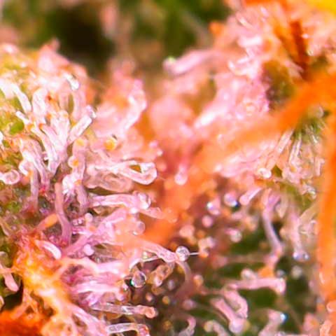 Jack Herer growlog timeline photo