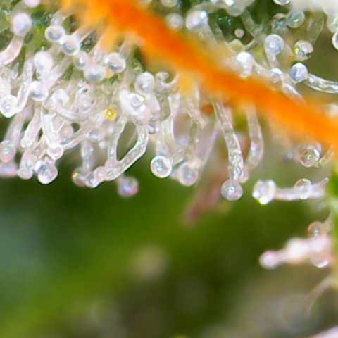 Jack Herer growlog timeline photo
