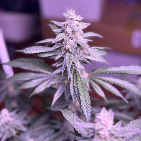 Master Kush growlog timeline photo