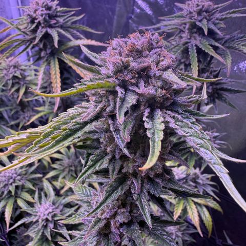 Jack Herer growlog timeline photo