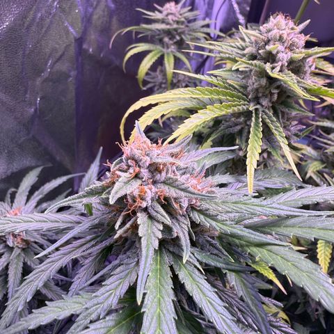Jack Herer growlog timeline photo