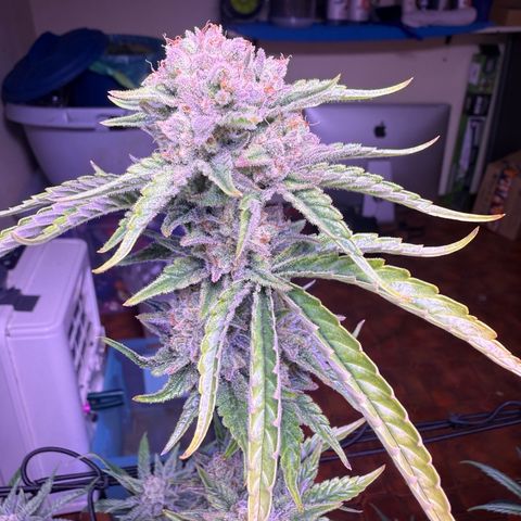 Jack Herer growlog timeline photo