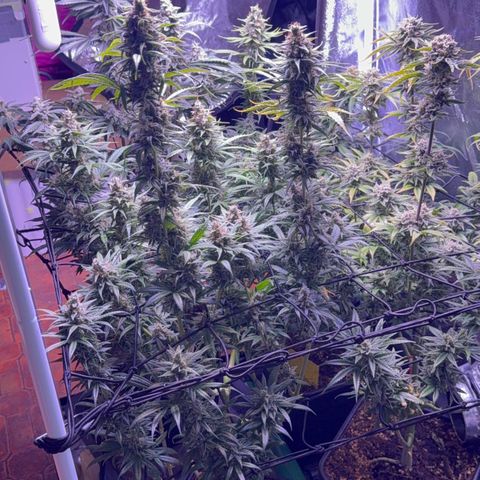 Jack Herer growlog timeline photo