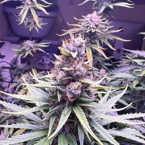 Jack Herer growlog timeline photo