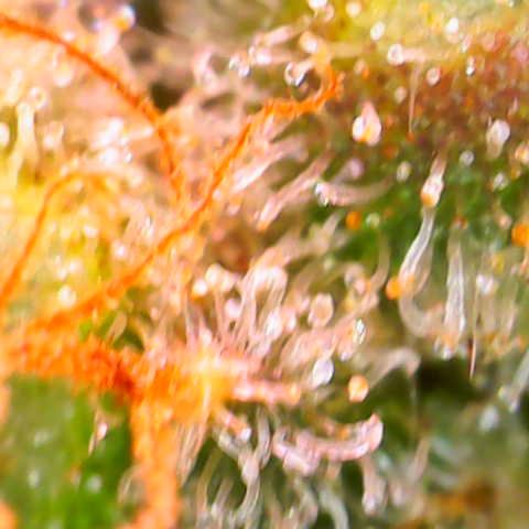 Master Kush growlog timeline photo