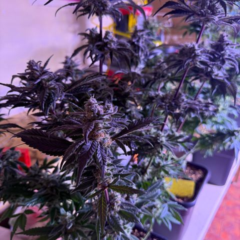 Master Kush growlog timeline photo
