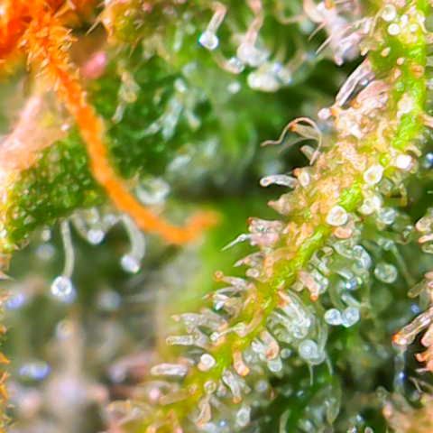 Jack Herer growlog timeline photo