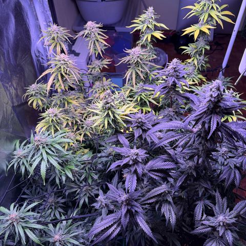 Jack Herer growlog timeline photo