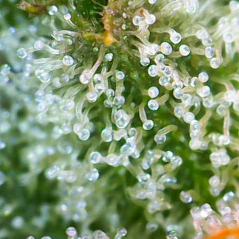 Jack Herer growlog timeline photo