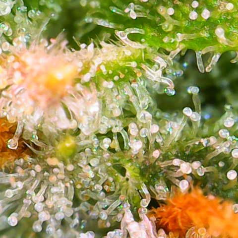 Jack Herer growlog timeline photo