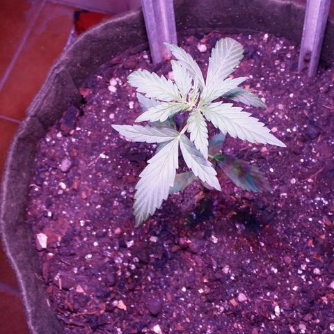 Green Crack Auto growlog timeline photo