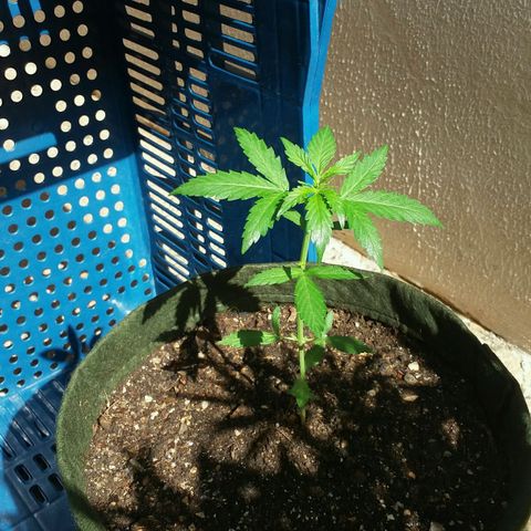 Green Crack Auto growlog timeline photo