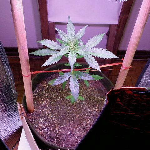 Green Crack Auto growlog timeline photo