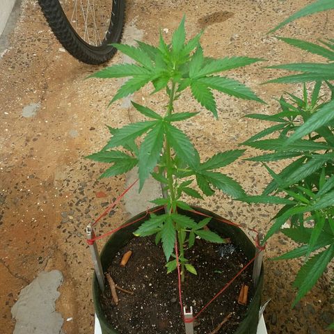 Green Crack Auto growlog photo: 32 dias de vida e 2 de floracao