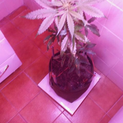 Green Crack Auto growlog timeline photo