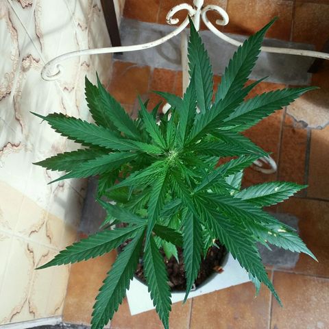 Green Crack Auto growlog timeline photo