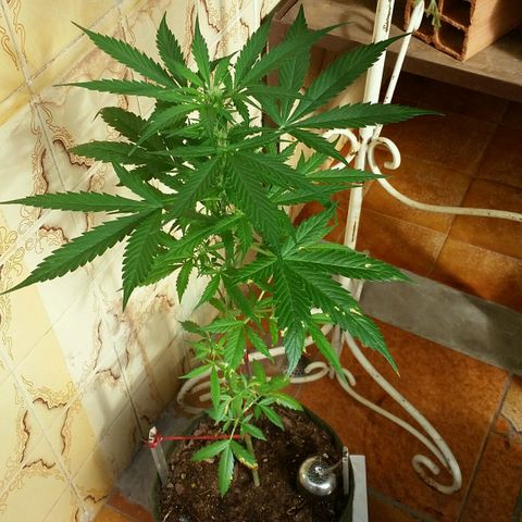 Green Crack Auto growlog timeline photo