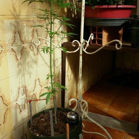 Green Crack Auto growlog timeline photo