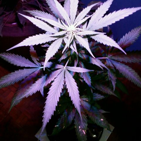 Green Crack Auto growlog timeline photo