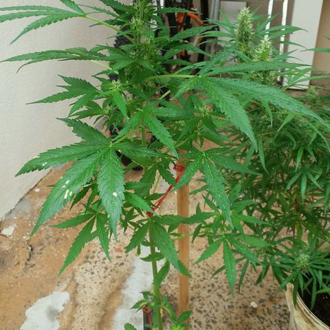 Green Crack Auto growlog timeline photo