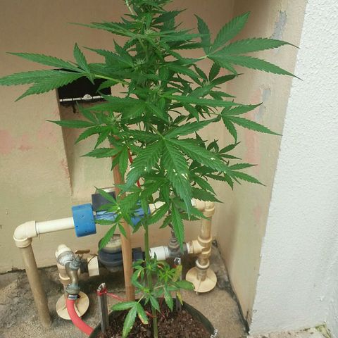 Green Crack Auto growlog timeline photo